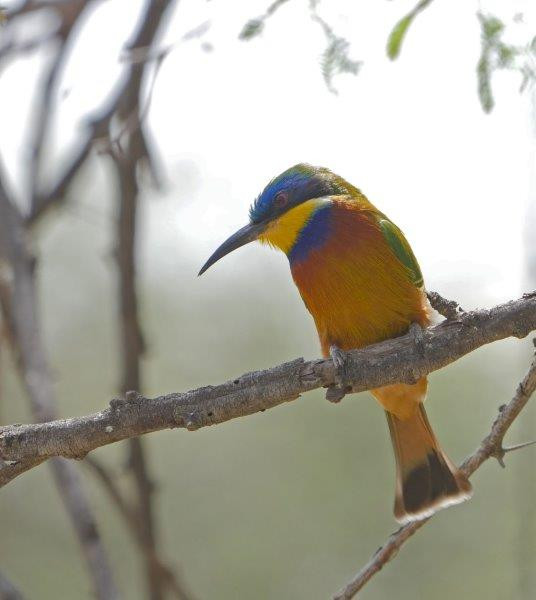 Local colour is provided by the likes of Blue-breasted Bee-eater